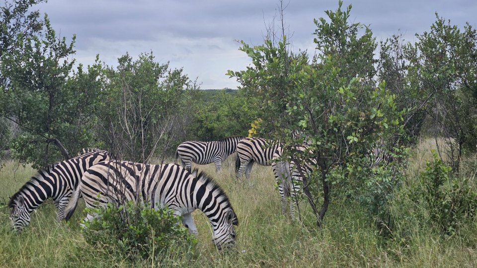 <h2>The Best of South Africa Escorted 2023</h2> 14 Nights | 6 Rounds | March 11 - 25